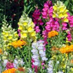 Snapdragon Annuals